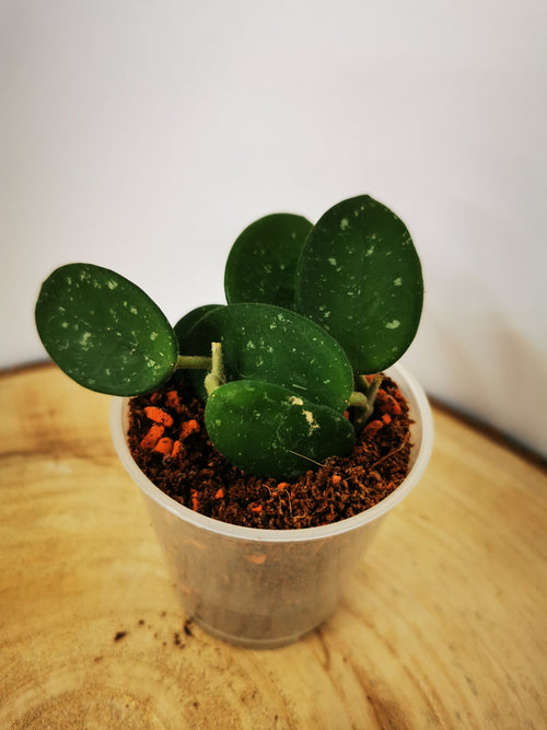 Hoya 'Mathilde'