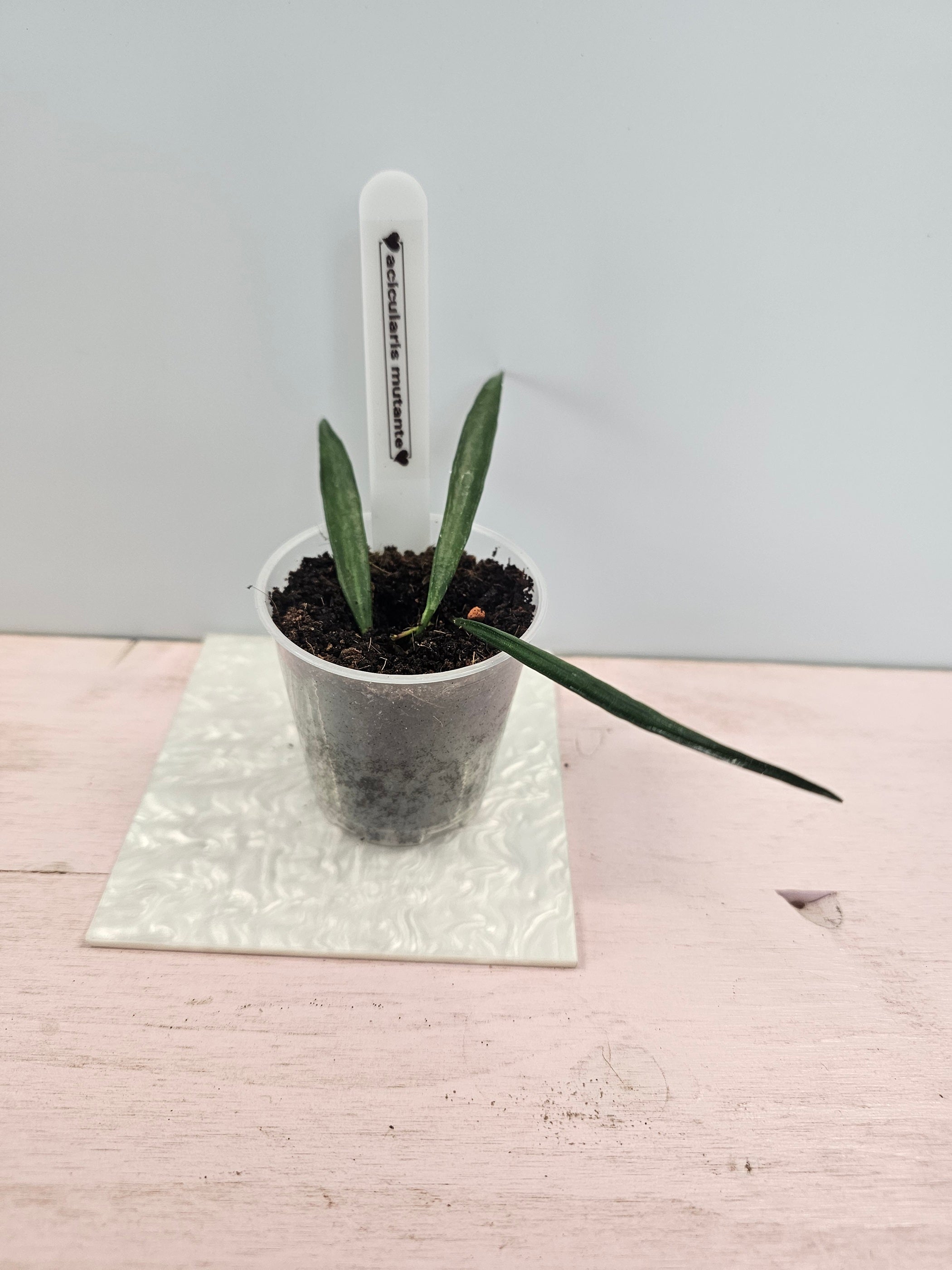 Hoya acicularis Mutante