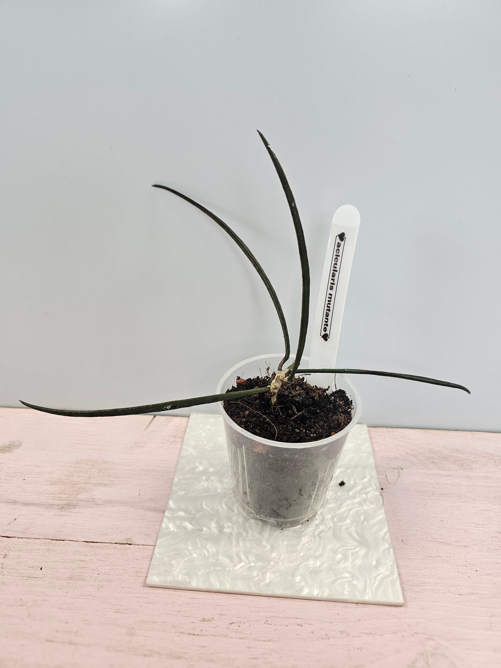 Hoya acicularis Mutante