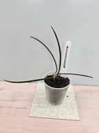 Hoya acicularis Mutante