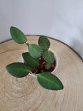 Hoya sp. aff. burtoniae