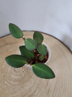 Hoya sp. aff. burtoniae