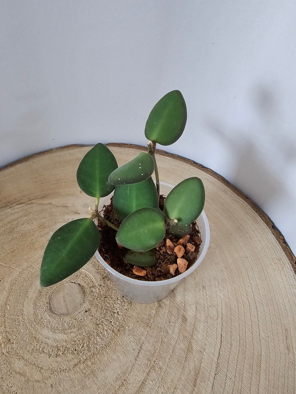 Hoya sp. aff. burtoniae