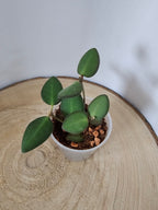 Hoya sp. aff. burtoniae