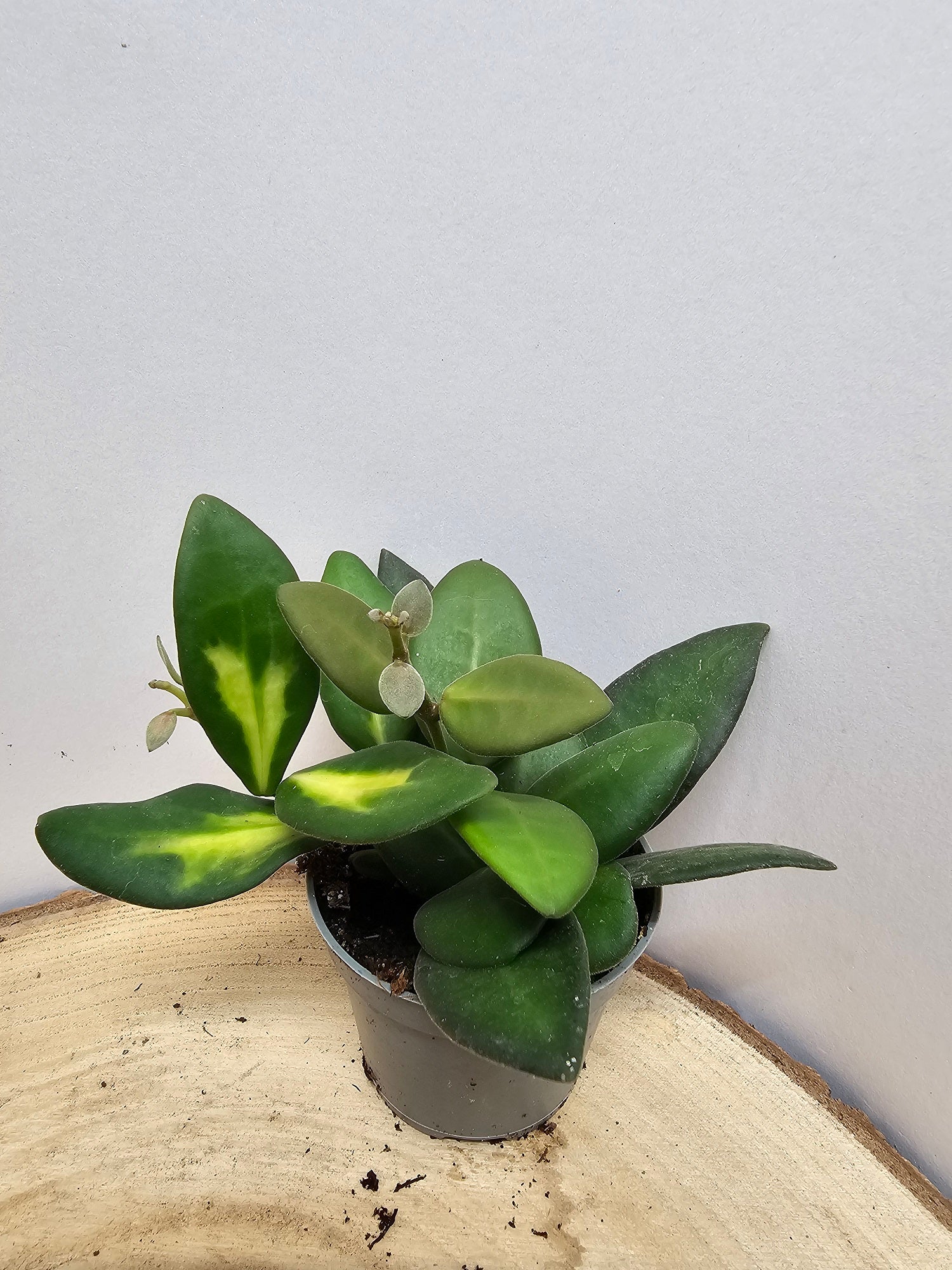 Hoya sp. aff. burtoniae variegata