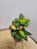 Hoya sp. aff. burtoniae variegata