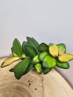 Hoya sp. aff. burtoniae variegata
