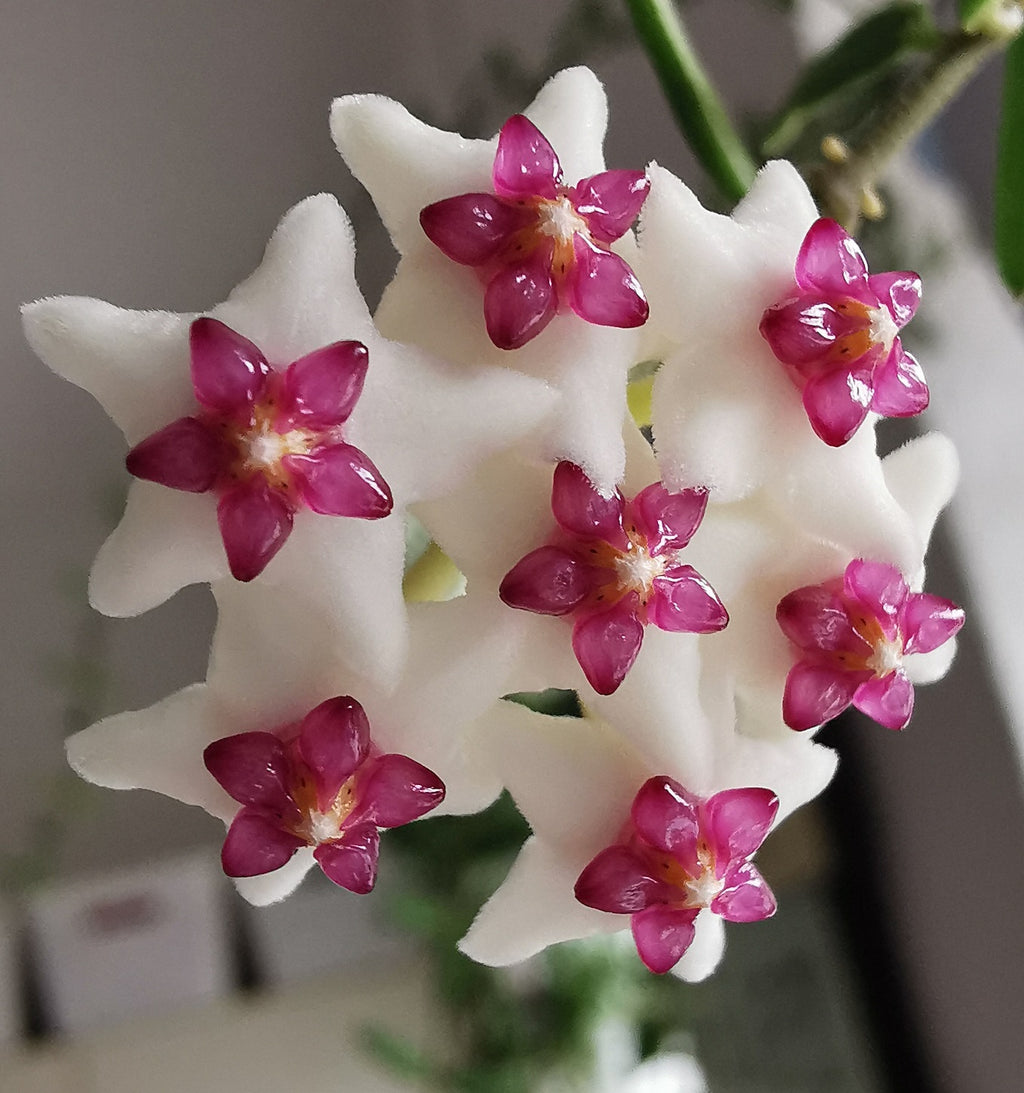 Hoya engleriana