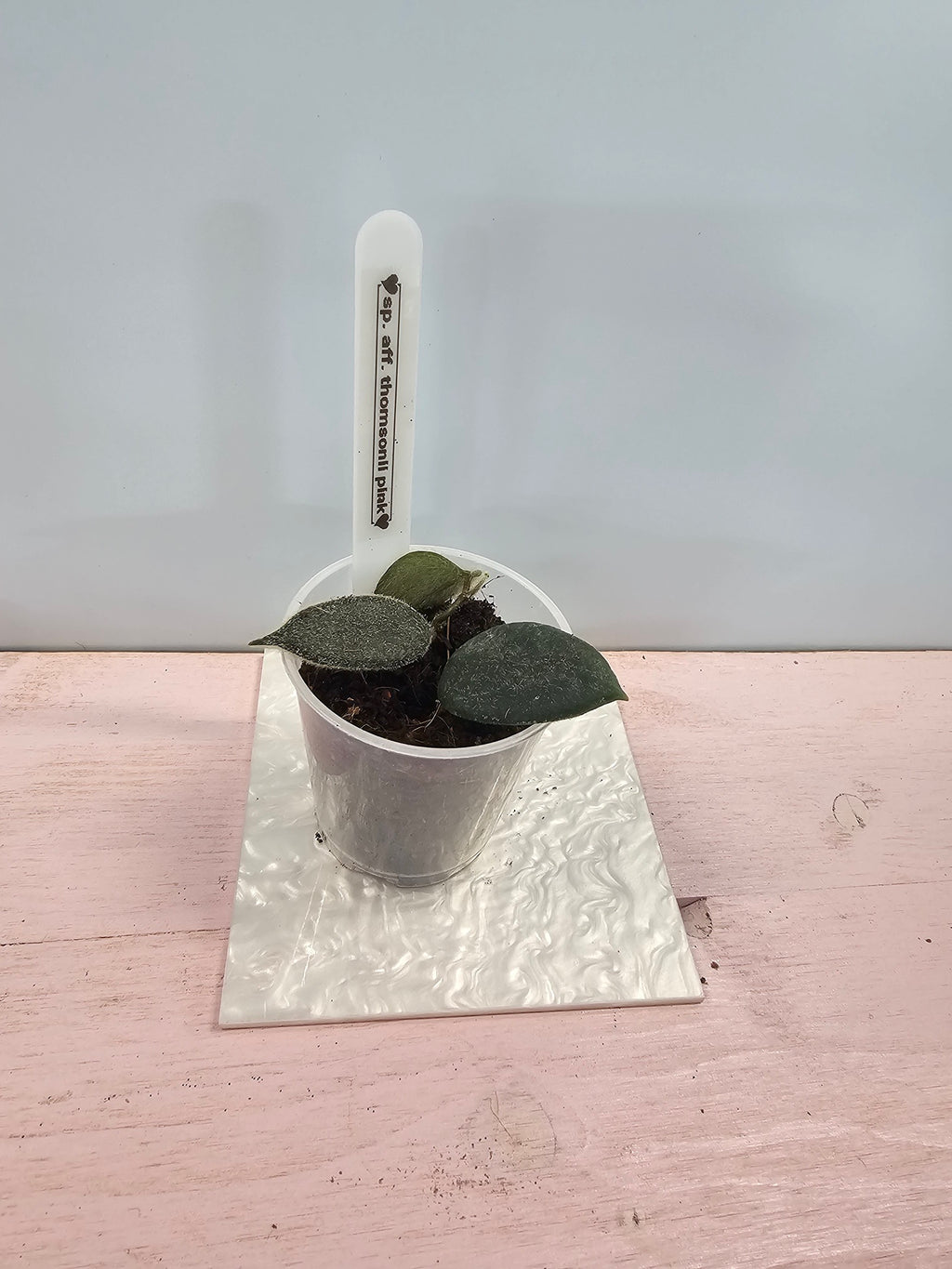 Hoya sp. aff. thomsonii pink