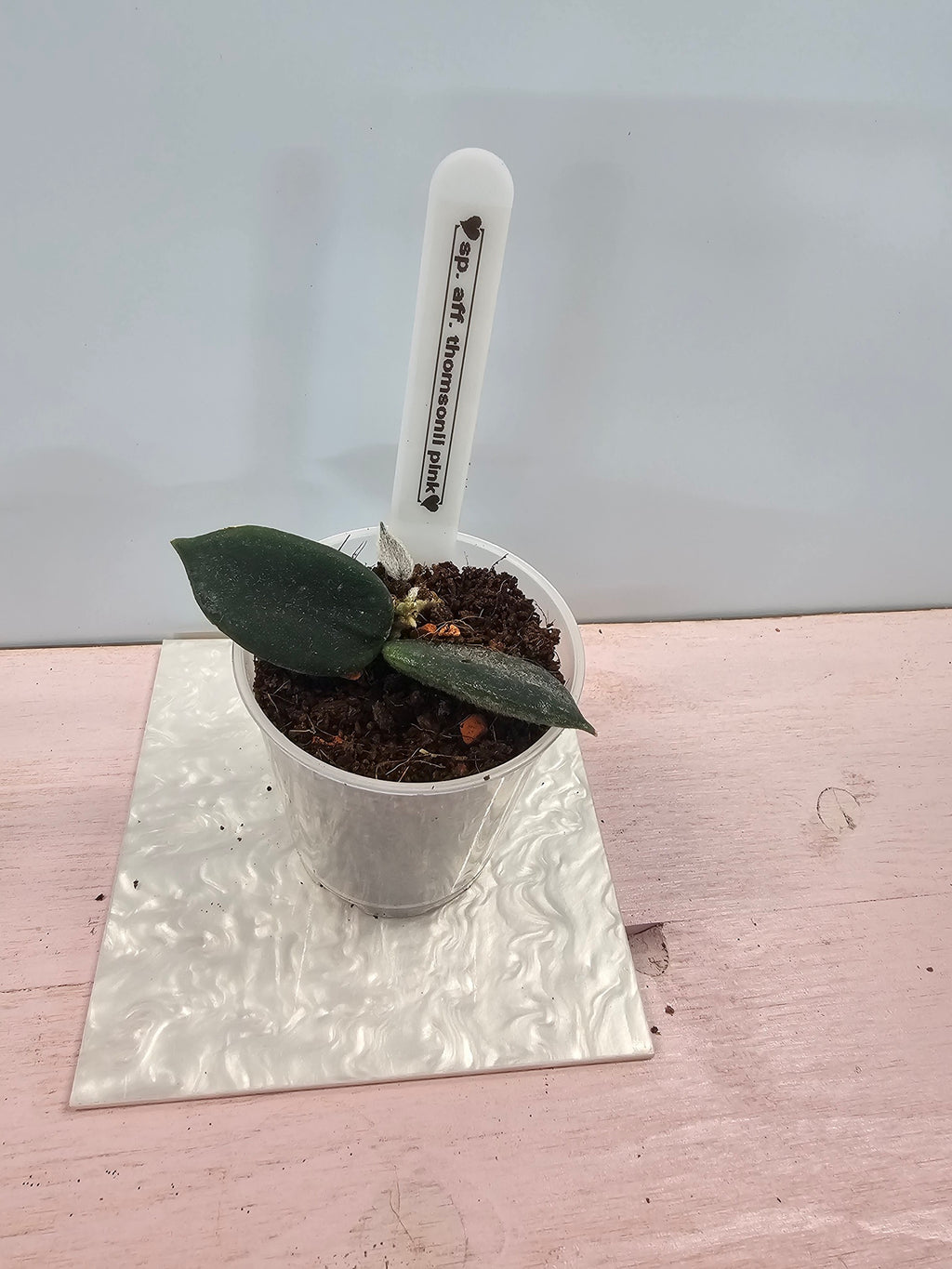 Hoya sp. aff. thomsonii pink