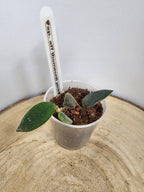 Hoya sp. aff. thomsonii pink