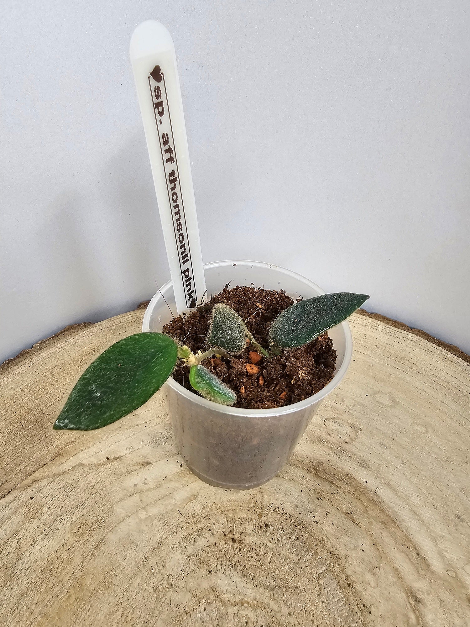 Hoya sp. aff. thomsonii pink