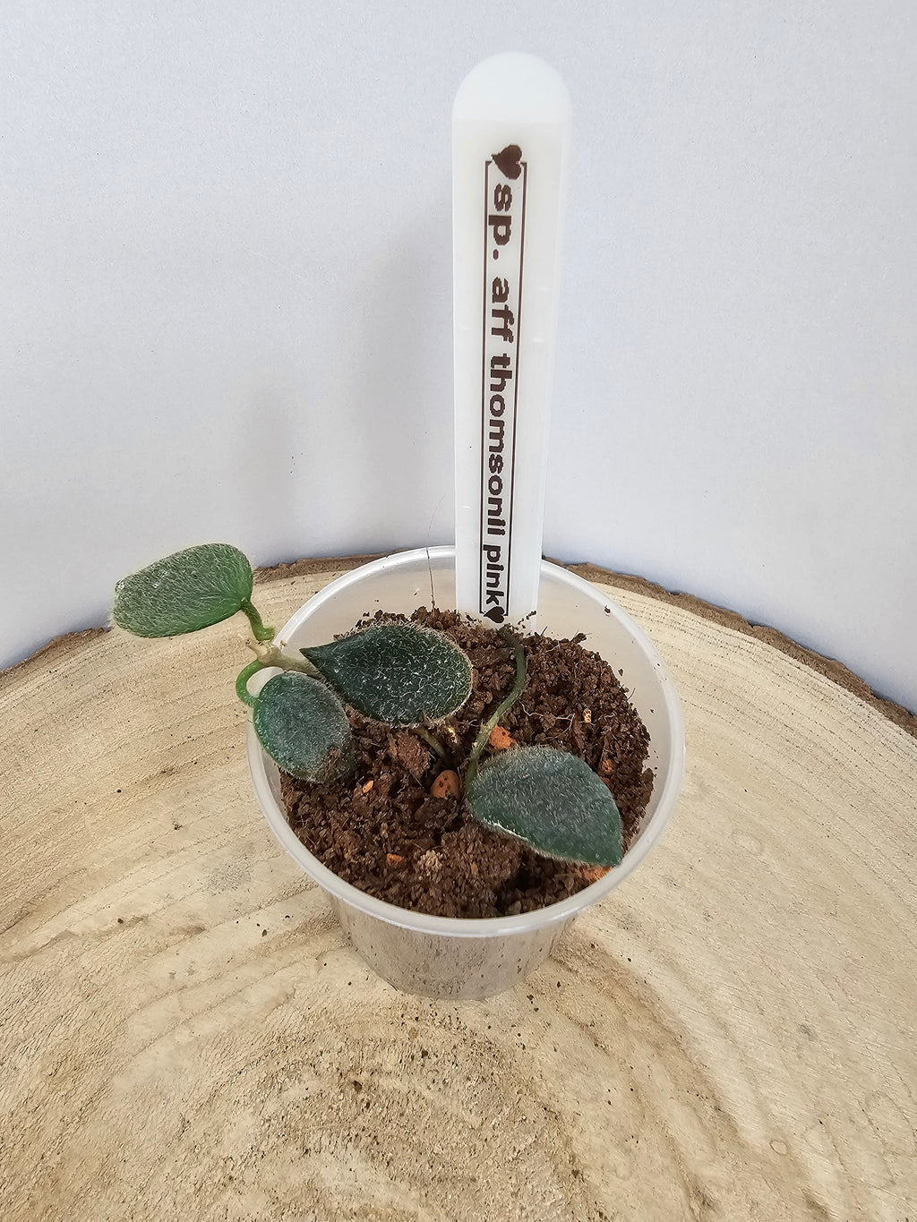 Hoya sp. aff. thomsonii pink