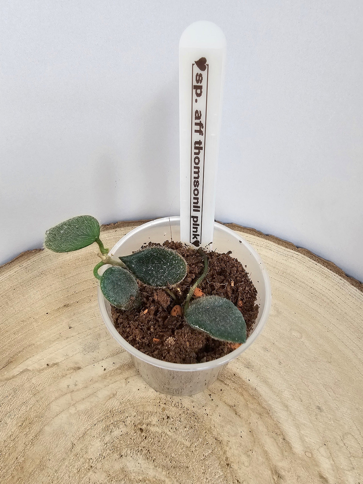 Hoya sp. aff. thomsonii pink