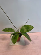 Hoya sp. aff. vitellina splash