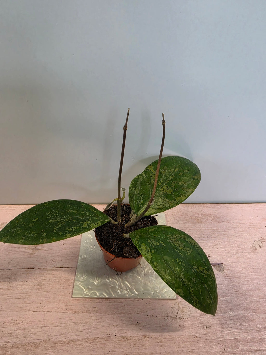 Hoya sp. aff. vitellina splash