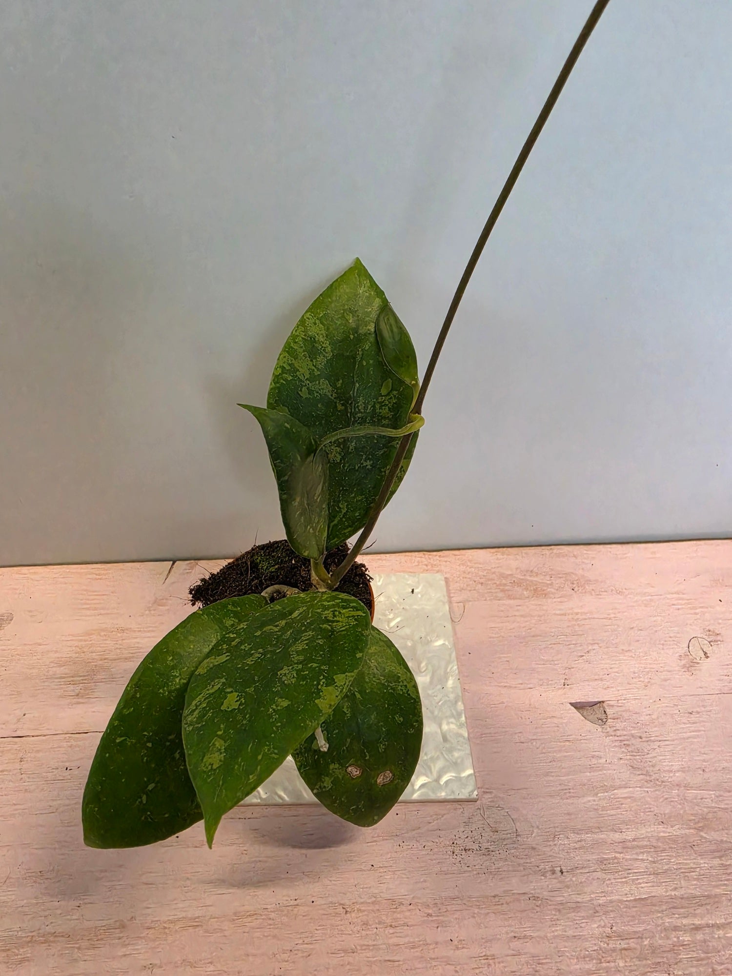 Hoya sp. aff. vitellina splash