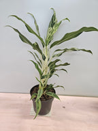 Aglaonema 'Miss Juliette'