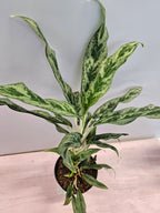 Aglaonema 'Miss Juliette'