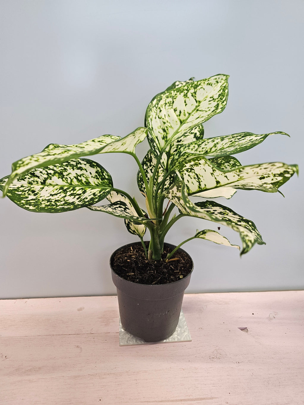 Aglaonema 'Ivory Jade'