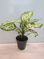 Aglaonema 'Ivory Jade'