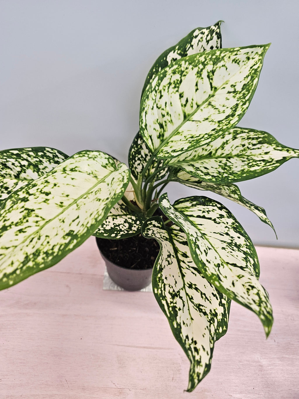 Aglaonema 'Ivory Jade'