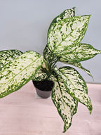 Aglaonema 'Ivory Jade'