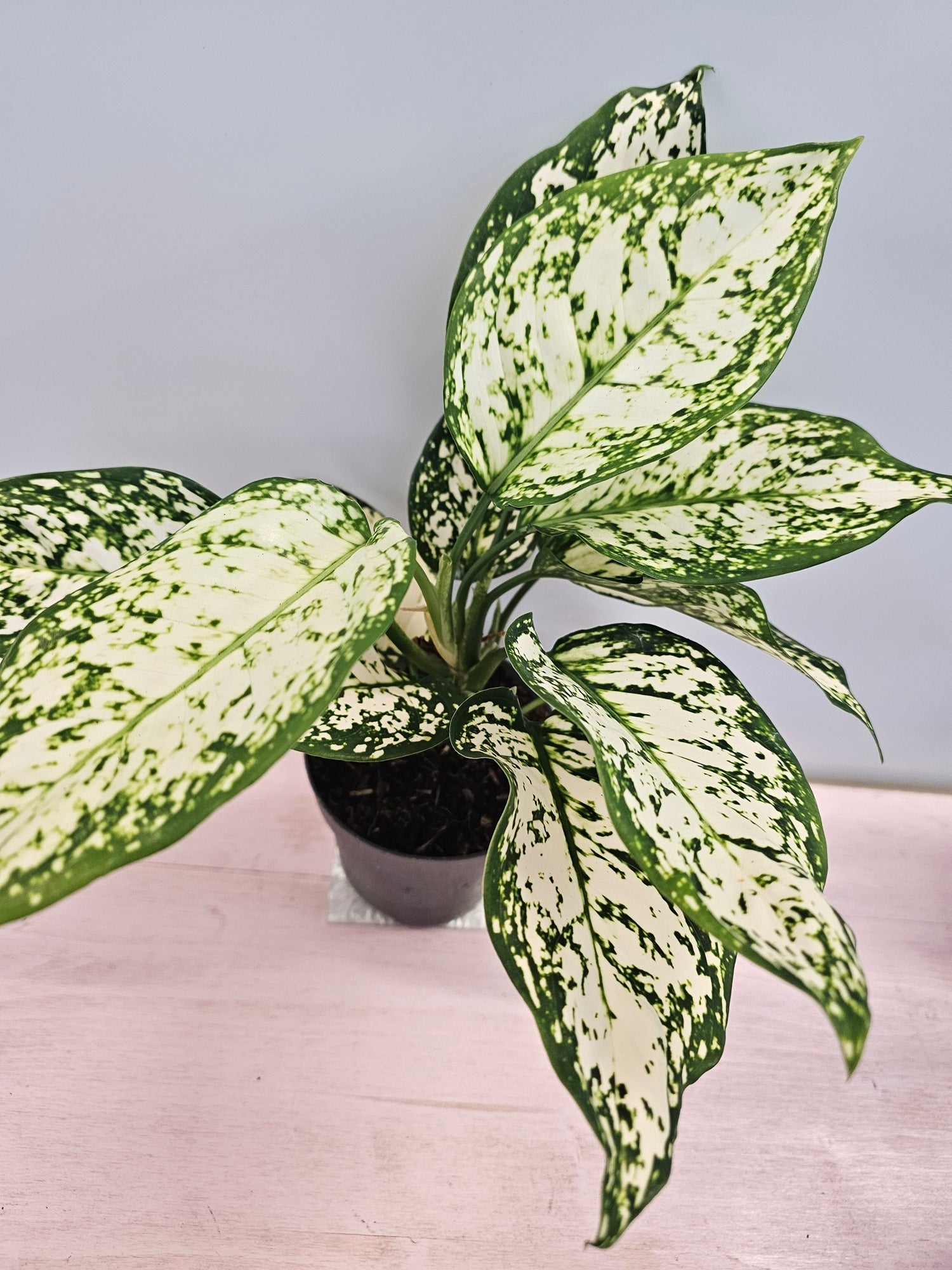 Aglaonema 'Ivory Jade'