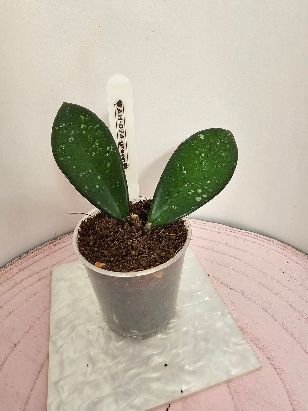 Hoya AH-074 green