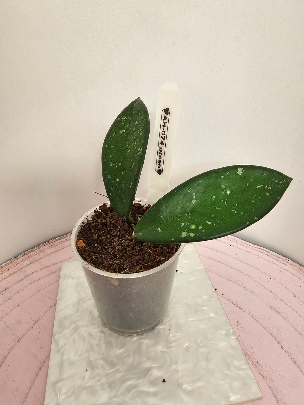 Hoya AH-074 green