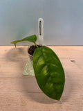 Hoya alagensis