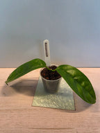 Hoya alagensis
