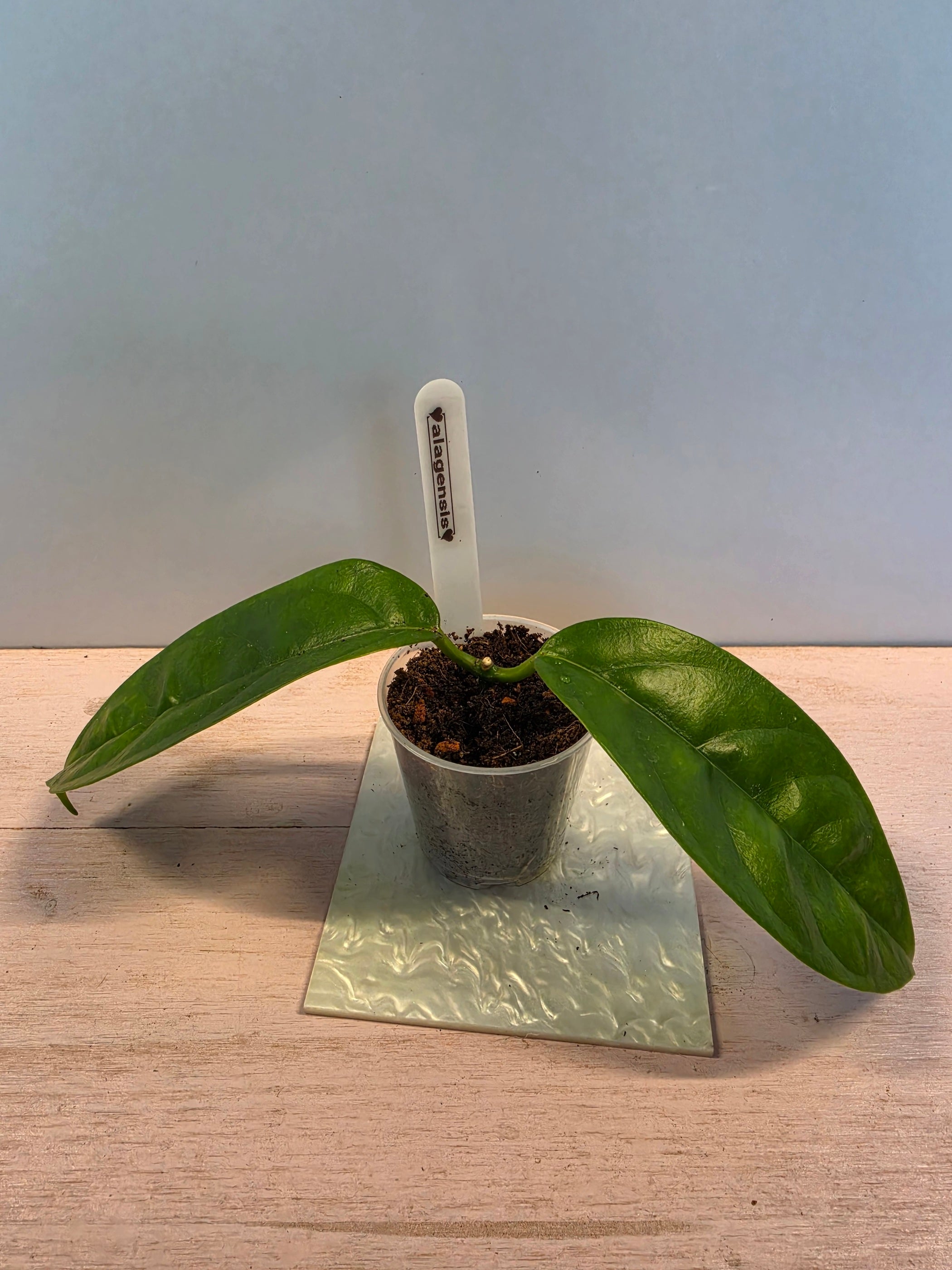 Hoya alagensis