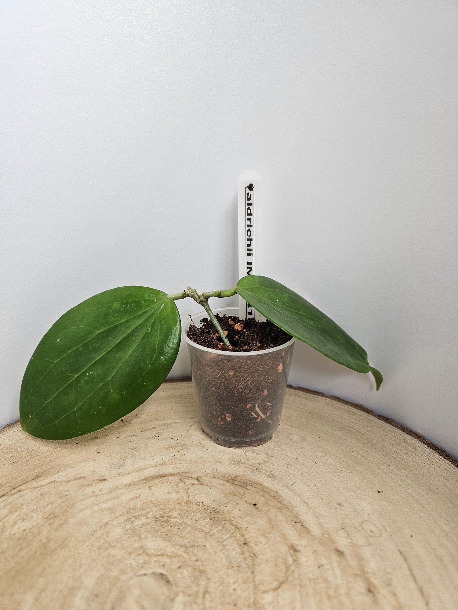 Hoya aldrichii IML 1418