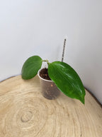 Hoya aldrichii IML 1418