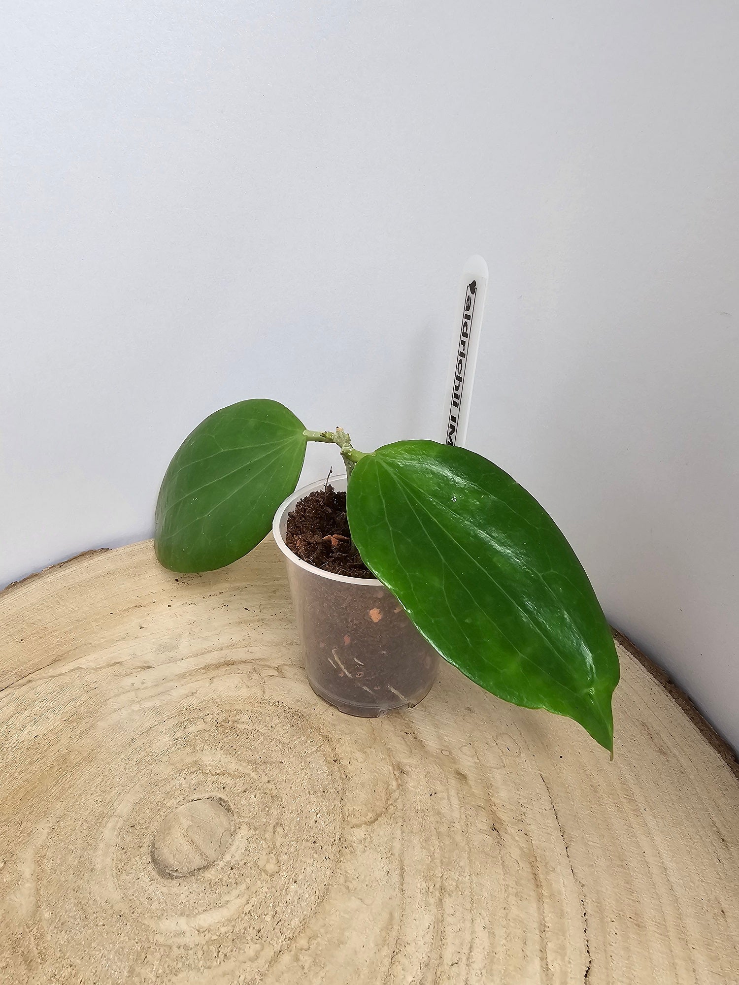 Hoya aldrichii IML 1418