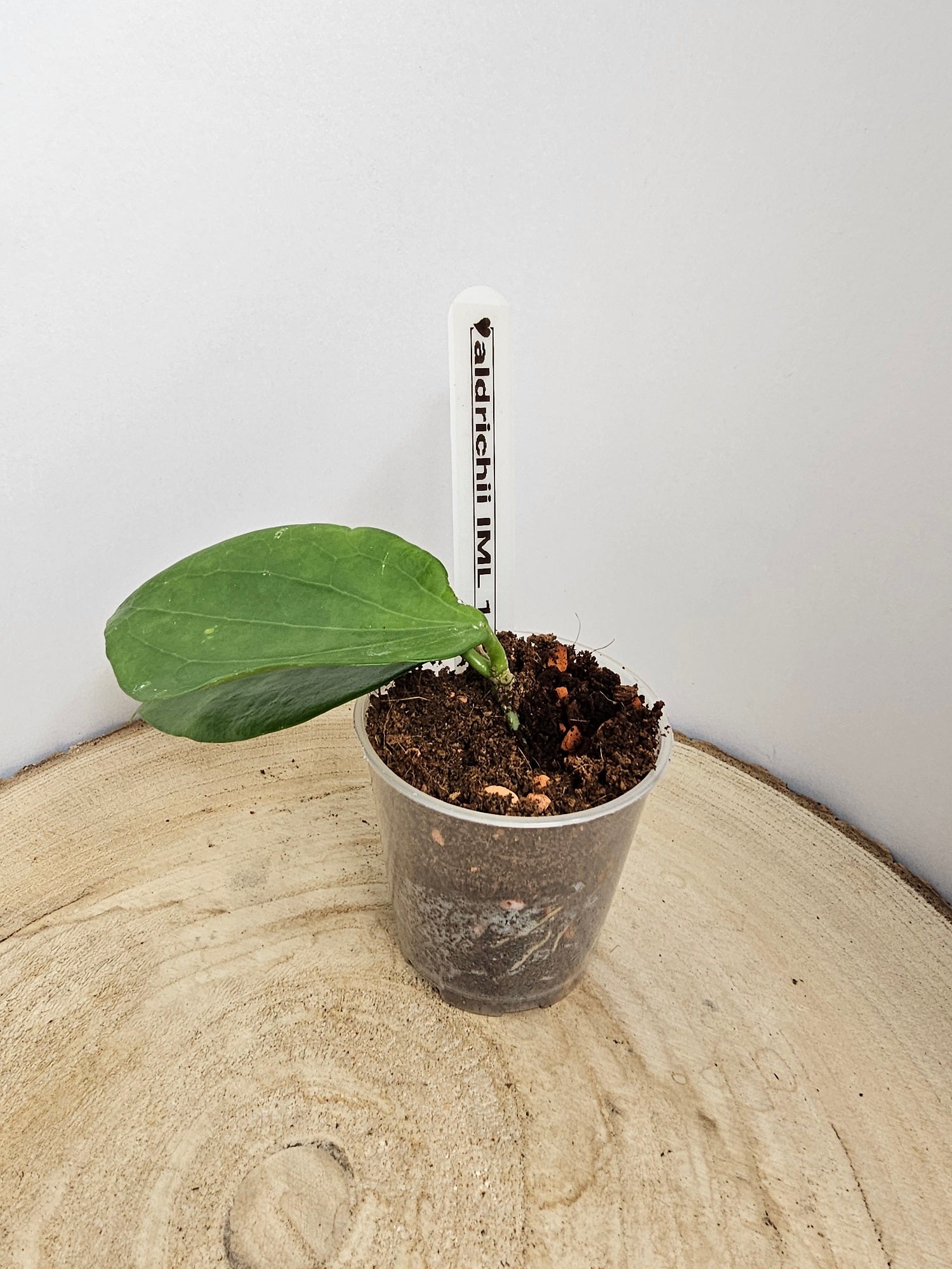 Hoya aldrichii IML 1418