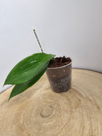 Hoya aldrichii IML 1418