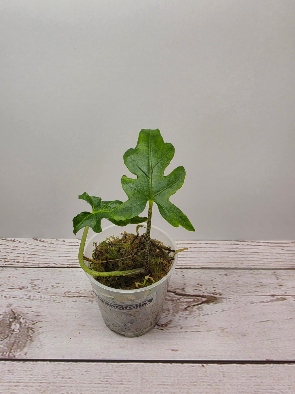 Alocasia brancifolia 'Pink Passion'