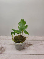 Alocasia brancifolia 'Pink Passion'