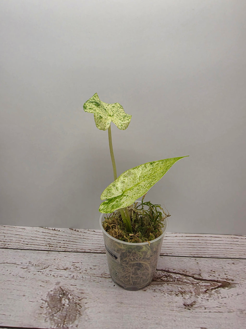 Alocasia odora batik