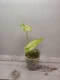 Alocasia odora batik