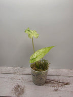 Alocasia odora batik