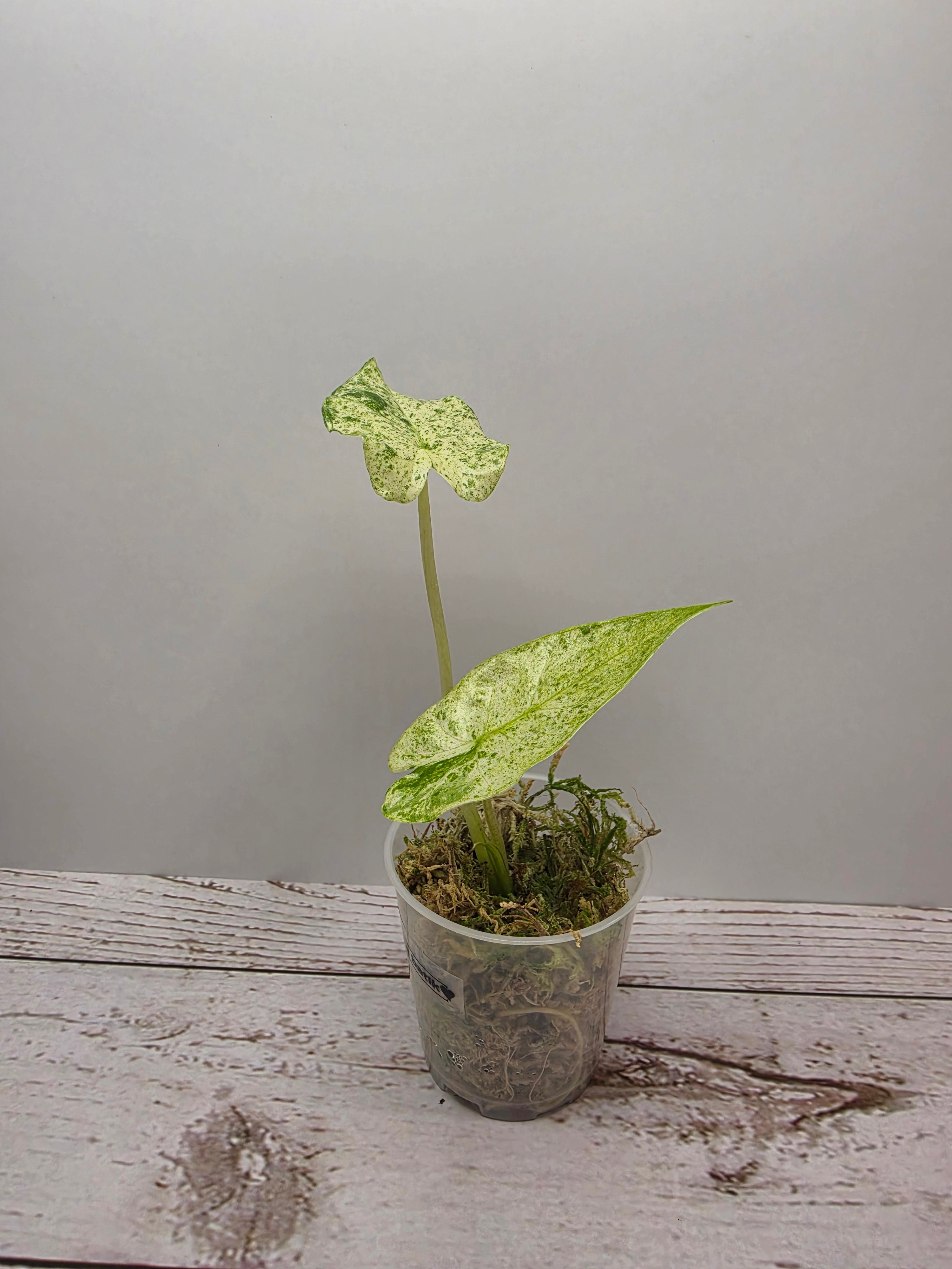 Alocasia odora batik