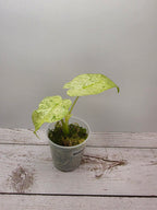 Alocasia odora batik