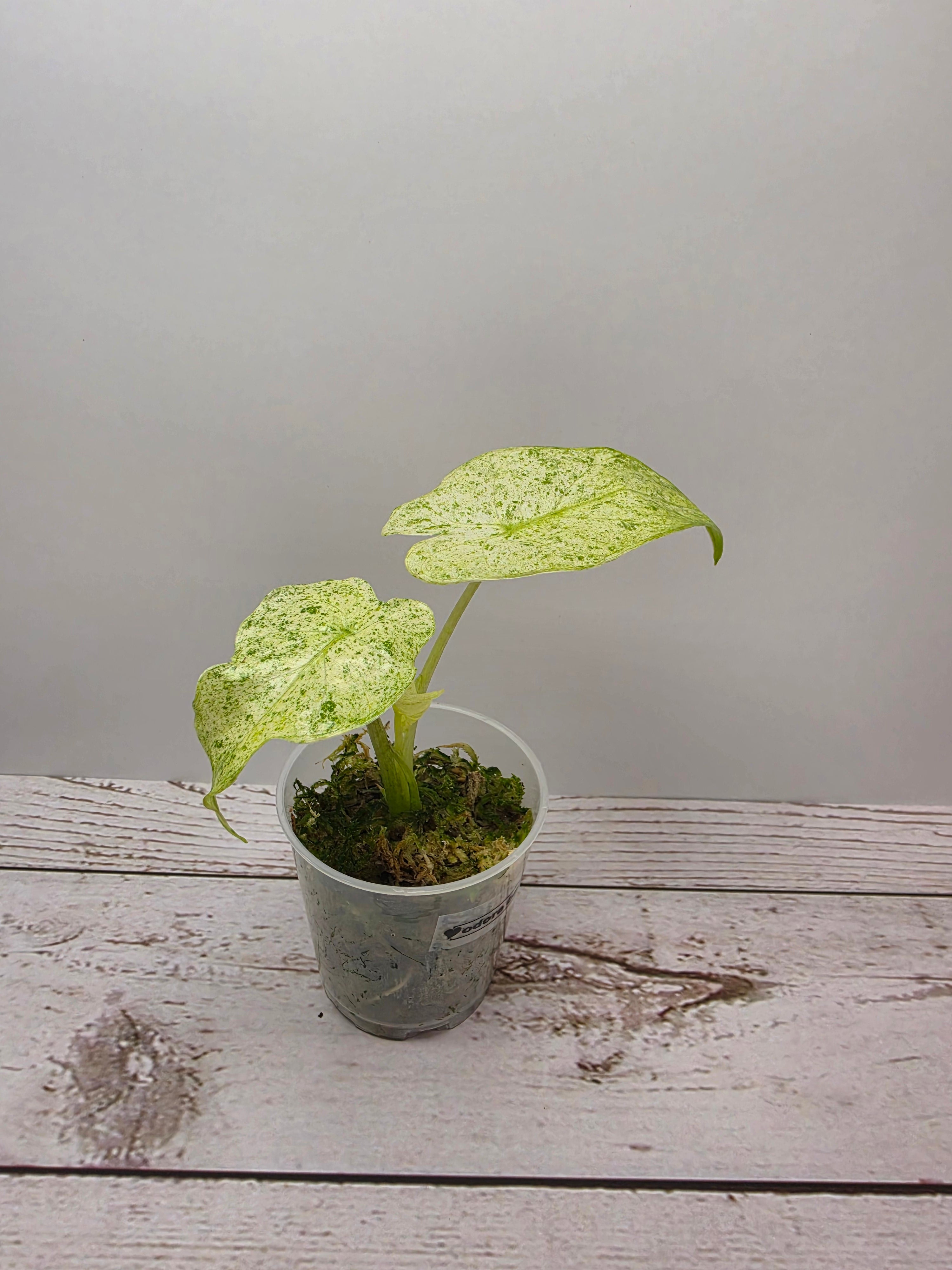 Alocasia odora batik