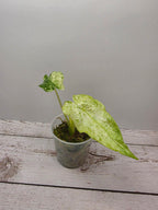 Alocasia odora batik