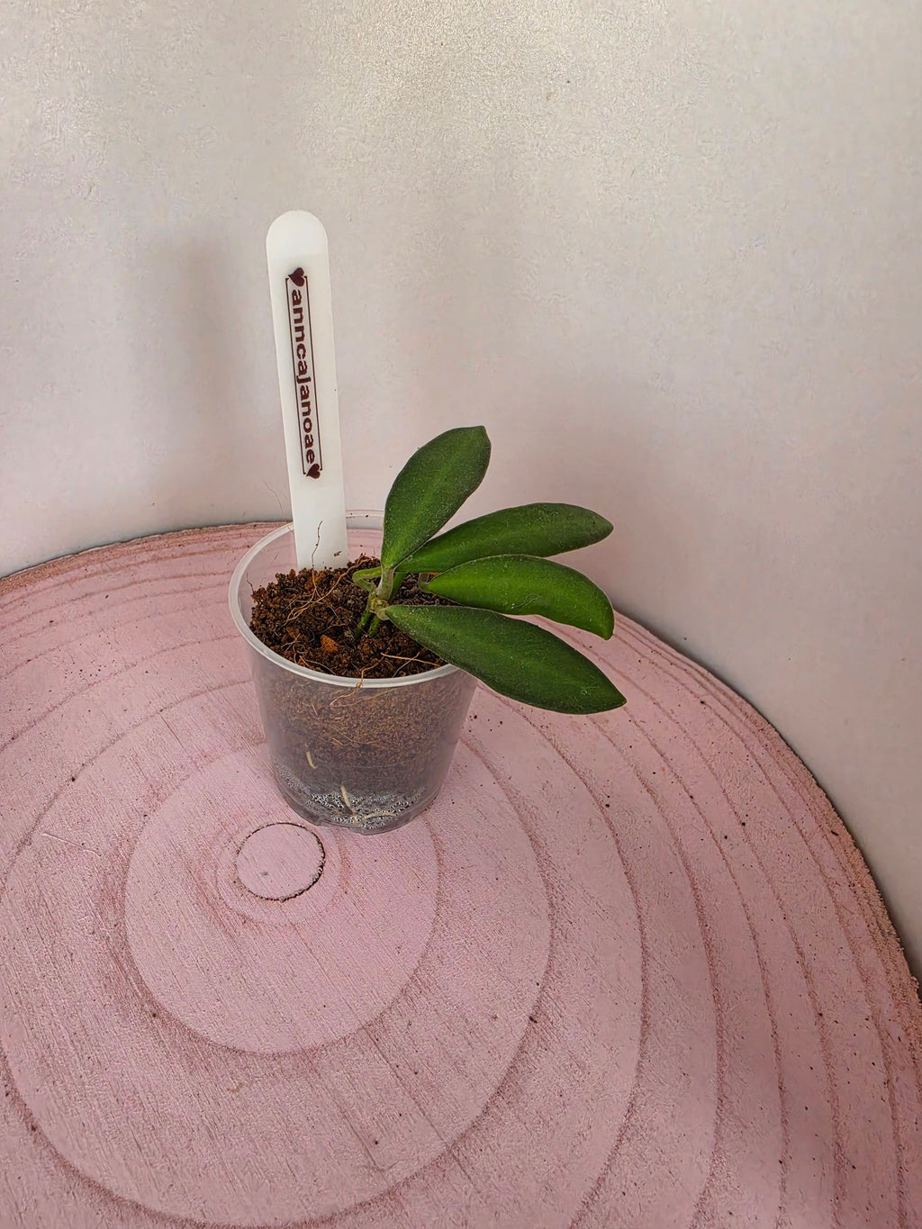 Hoya anncajanoae