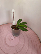 Hoya anncajanoae