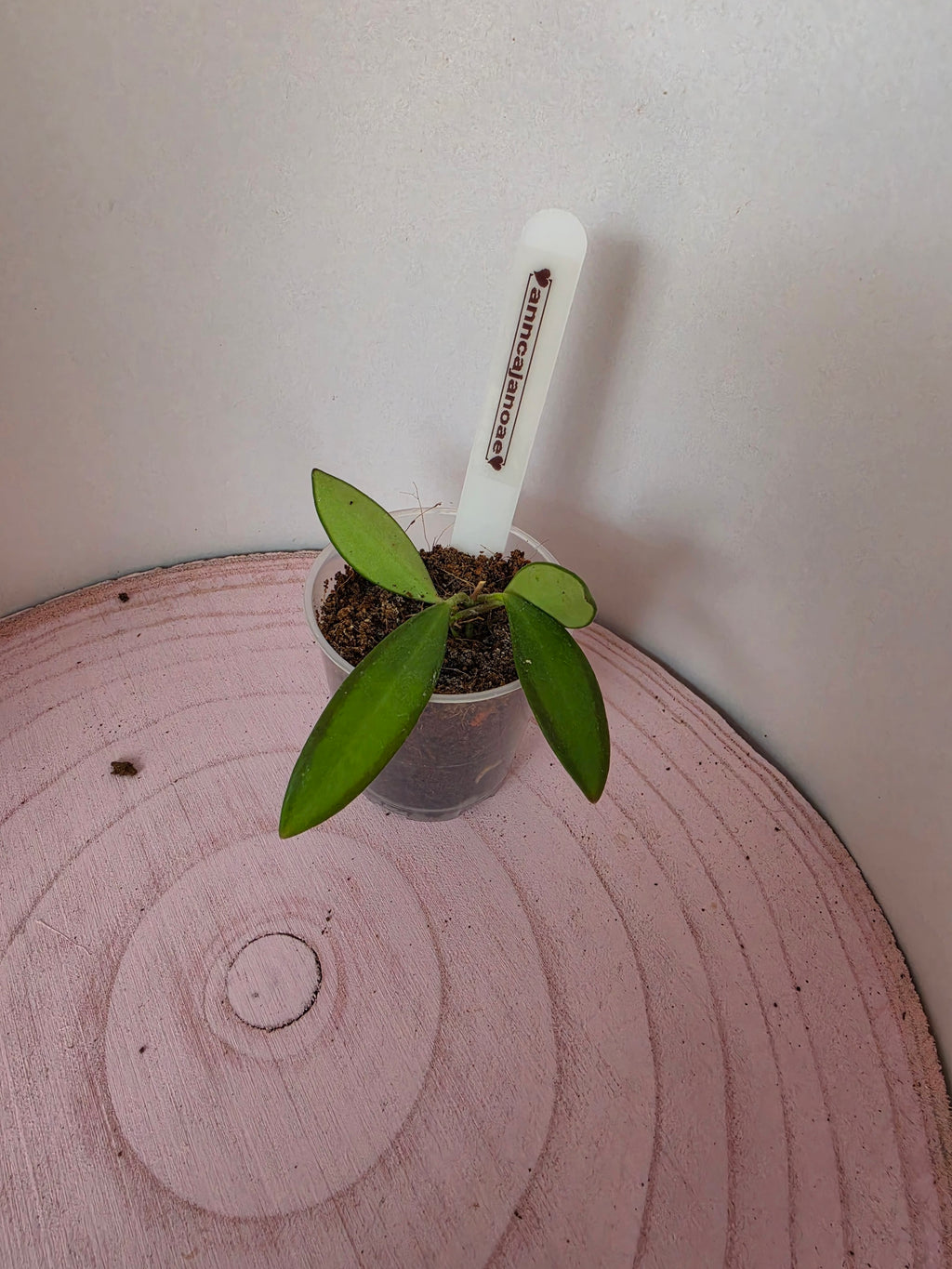Hoya anncajanoae